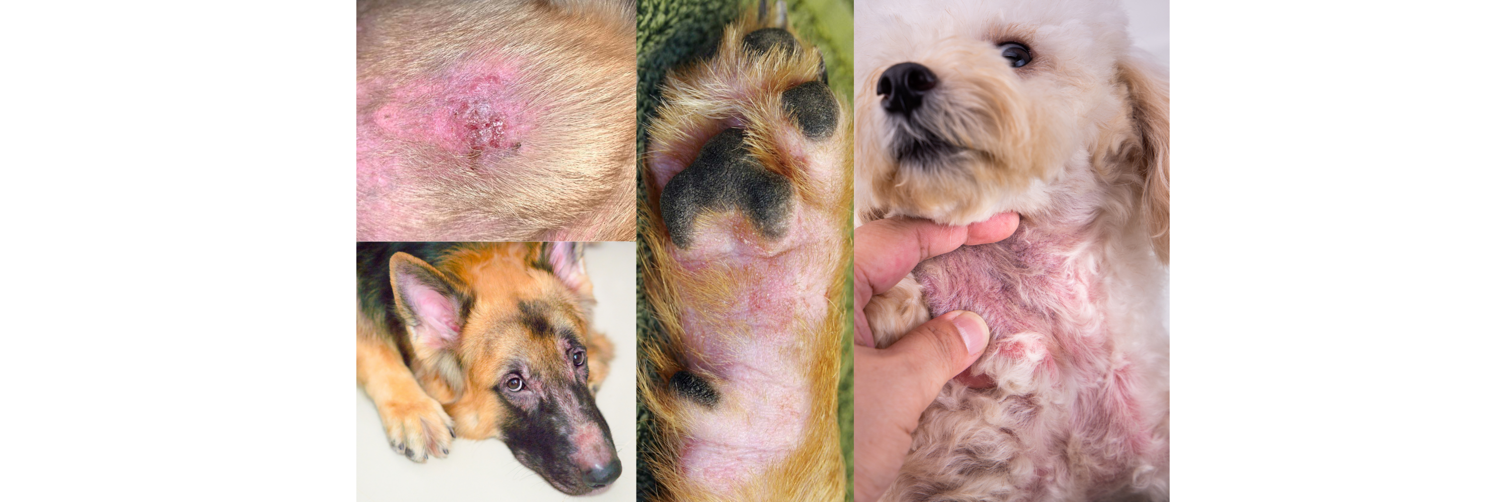 Dog Itchy Skin: Causes, Flare-Ups & Why It Keeps Coming Back – HappyDogCo