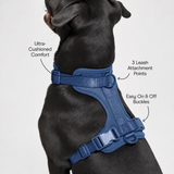 Personalised Charm Collar + Harness Set