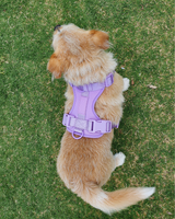 Personalised Charm Collar + Harness Set