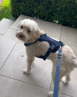 Active Dog Leash- Waterproof & Durable