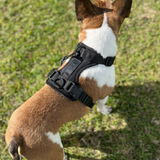 Personalised Charm Collar + Harness Set