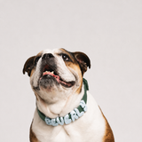 Personalised Charm Collar