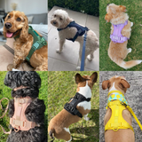 Harness + Collar