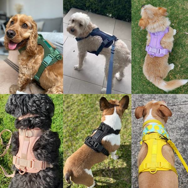 Harness + Collar | Upgrade Pack