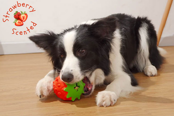 Chew Master Strawberry Toy