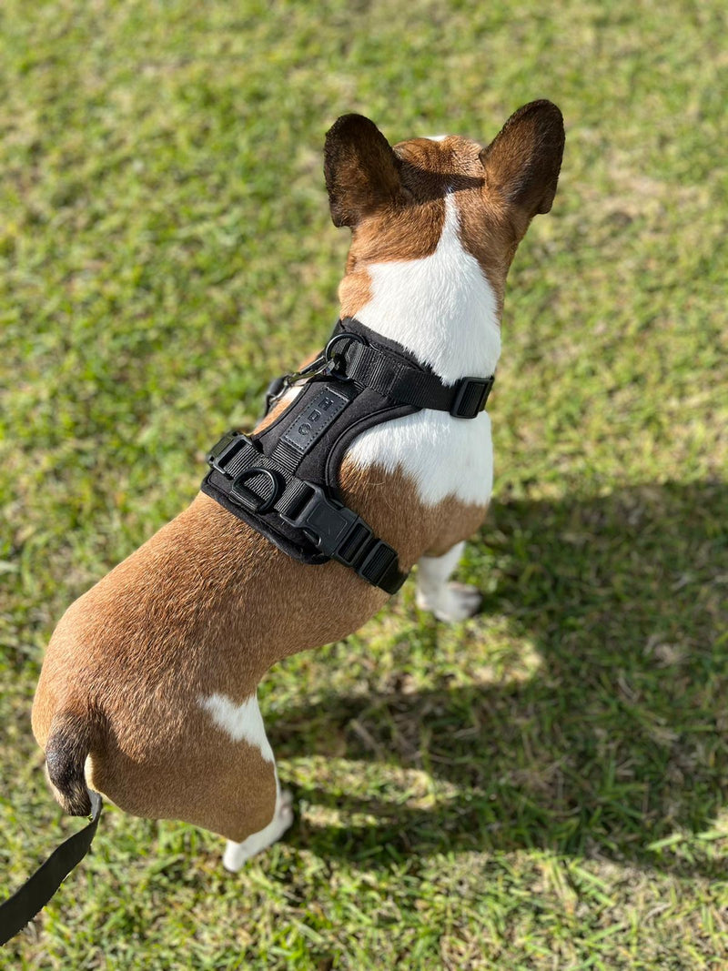 HDC Walk kit + Free Poop Bag Carrier