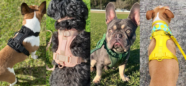 Active Harness - Easy to clean & dry